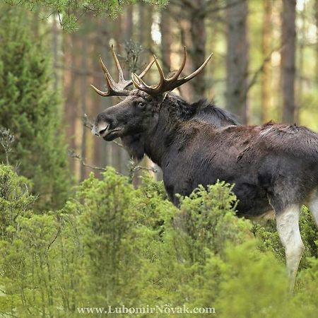 Kwatera Na Bagnach Osowiec  Exteriör bild