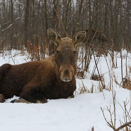 Kwatera Na Bagnach Osowiec  Exteriör bild