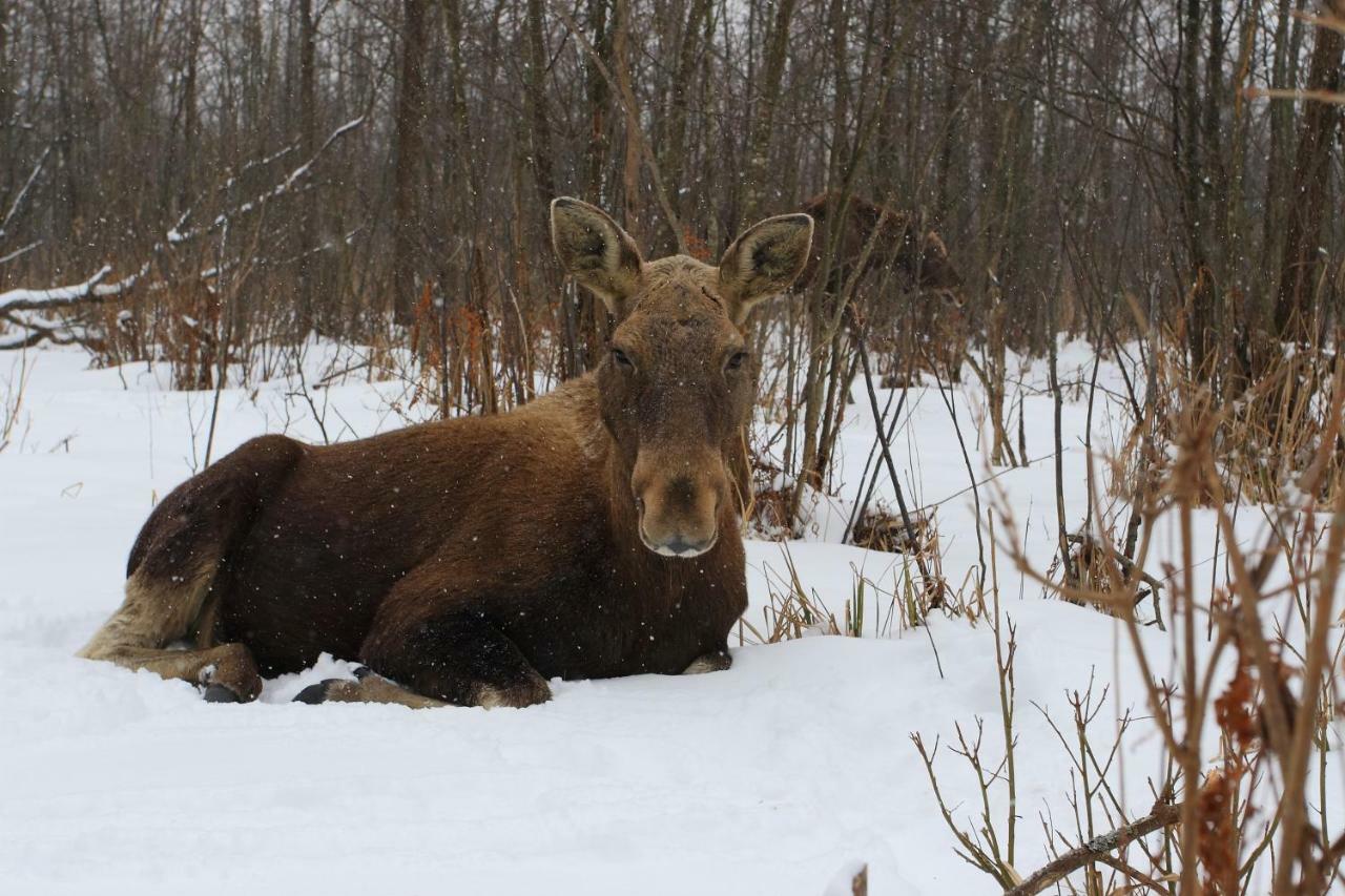 Kwatera Na Bagnach Osowiec  Exteriör bild
